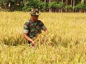 Petani Gunakan Benih Varitas Inpari 32 Hasilnya Melimpah