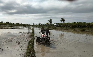 Babinsa Koramil 06/Kluet Utara Bantu Petani Bajak Sawah