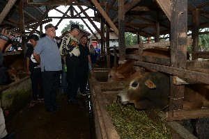 Plt Nova Kunjungi Pasar Hewan Gandapura