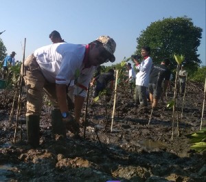 Walikota Langsa Tanam 5 Ribu Mangrove