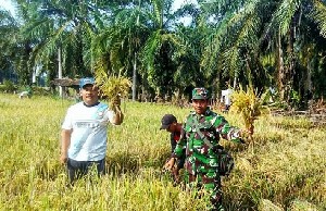 Serda Jailani Bantu Petani Bantu Panen Padi