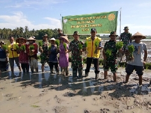 Danramil Muara Tiga Bersama Anggota Bantu Petani Tanam Padi Perdana