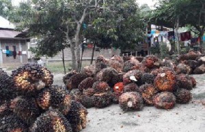 Harga JualÂ Sawit Anjlok, Petani Berharap Pemerintah Dapat Mencari Solusi