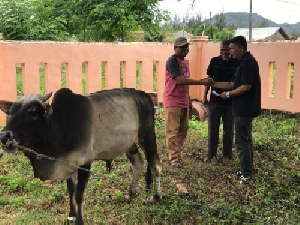 Pegawai Pemko Banda Aceh Qurban 100 Ekor Sapi dan Kambing