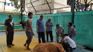 Kemenag Aceh Sembelih 5 Ekor Sapi Untuk Qurban 1440 H