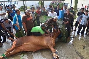 Pakar: Perlakuan Hewan Kurban Pengaruhi Citarasa Daging