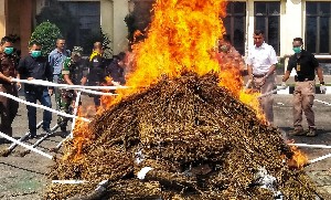 350 Kg Ganja, 24,8 Kg  Sabu Dimusnahkan