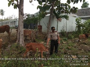 Polisi Ringkus Komplotan Pelaku Pencuri Sapi di Aceh Besar