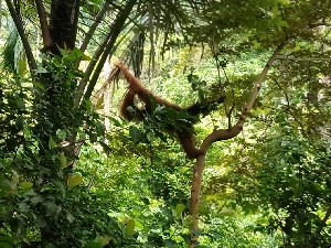 BKSDA Lepas Empat Satwa Dilindungi ke Hutan Aceh Jaya