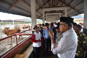 Plt Gubernur Tinjau Peternakan Sapi di Ie Suum